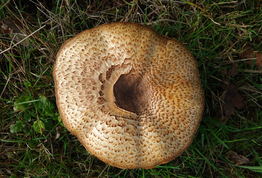 Reuzenchampignon