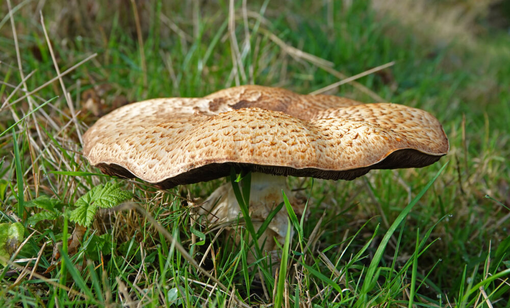 Reuzenchampignon
