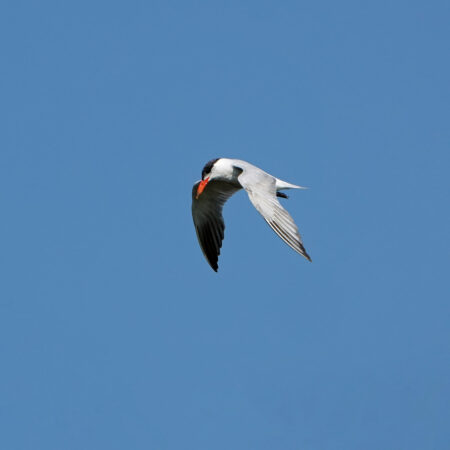 Reuzenstern boven meer Morra