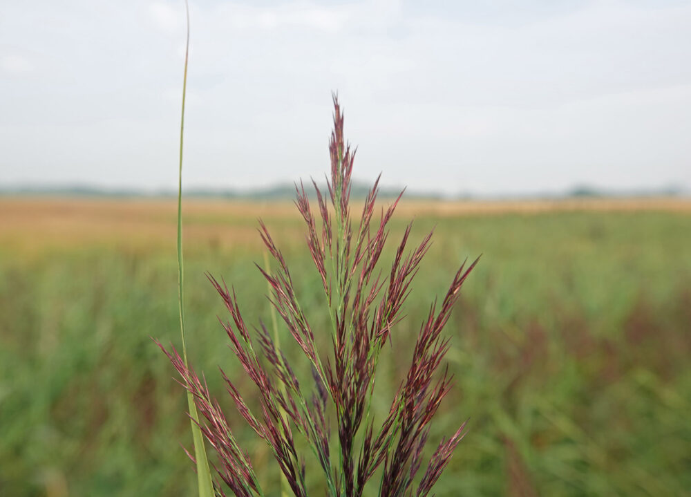 Riet