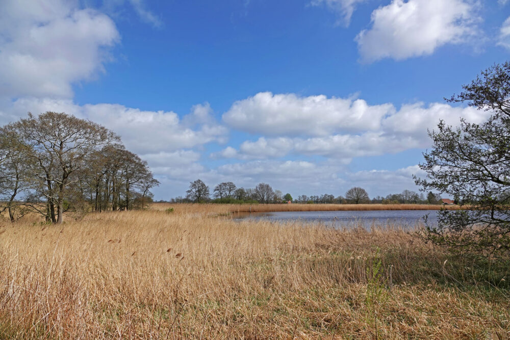 Riet langs Leekstermeer aan oostkant