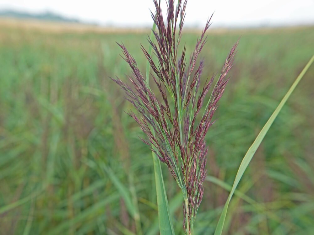 Riet