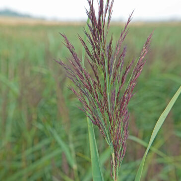 Riet