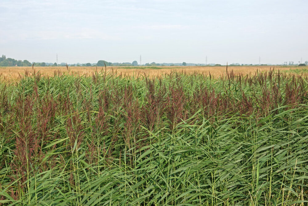 Riet