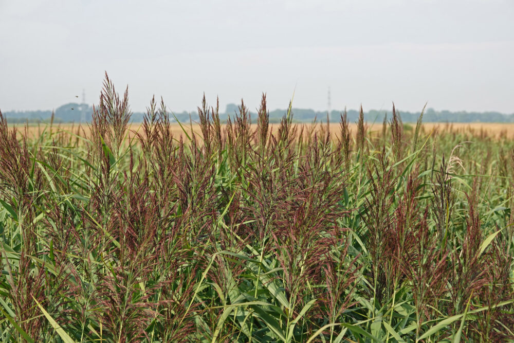 Riet