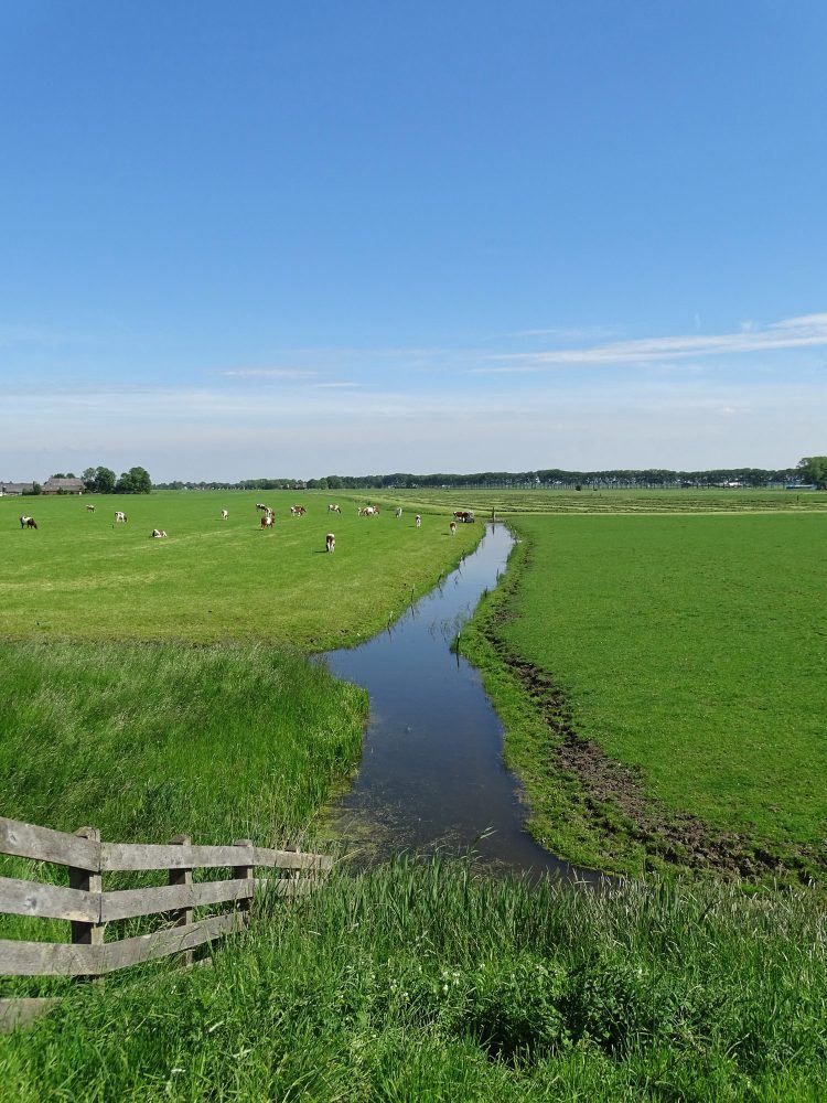 Reitdiep