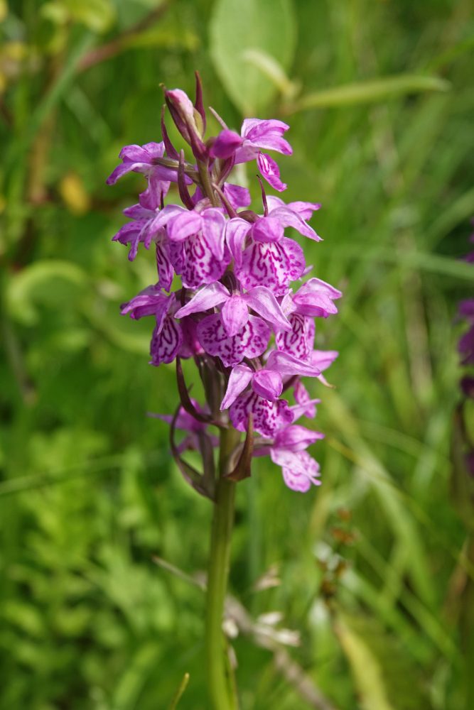 Rietorchis in Matslootgebied (Onlanden)