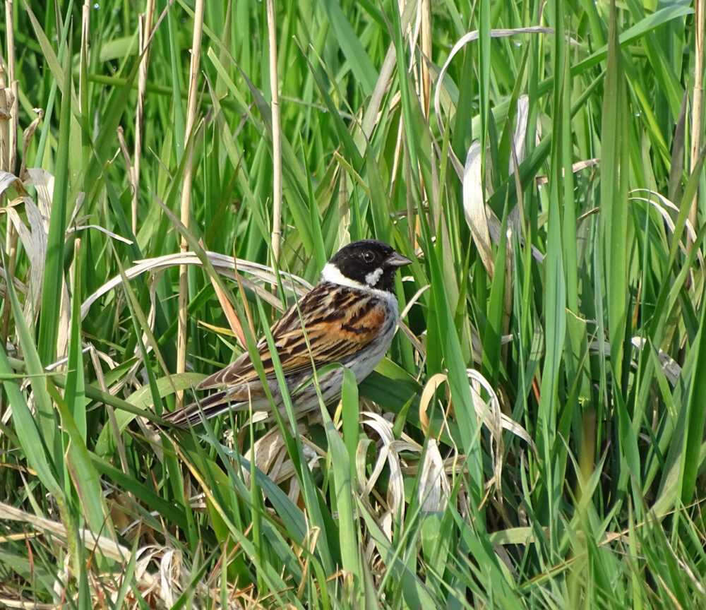 Rietgors in de Onlanden