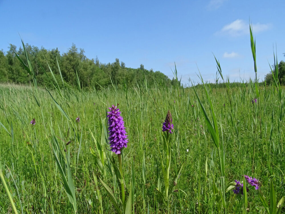 Rietorchideeënveld (Ballastplaatbos)