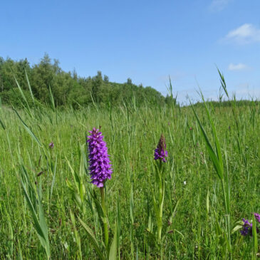 Rietorchideeënveld (Ballastplaatbos)