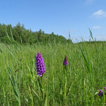 Rietorchideeënveld (Ballastplaatbos)