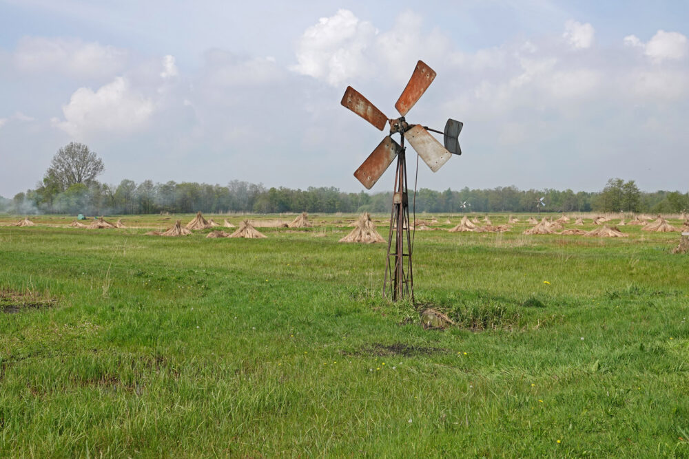 Rietschoven in de Weerribben