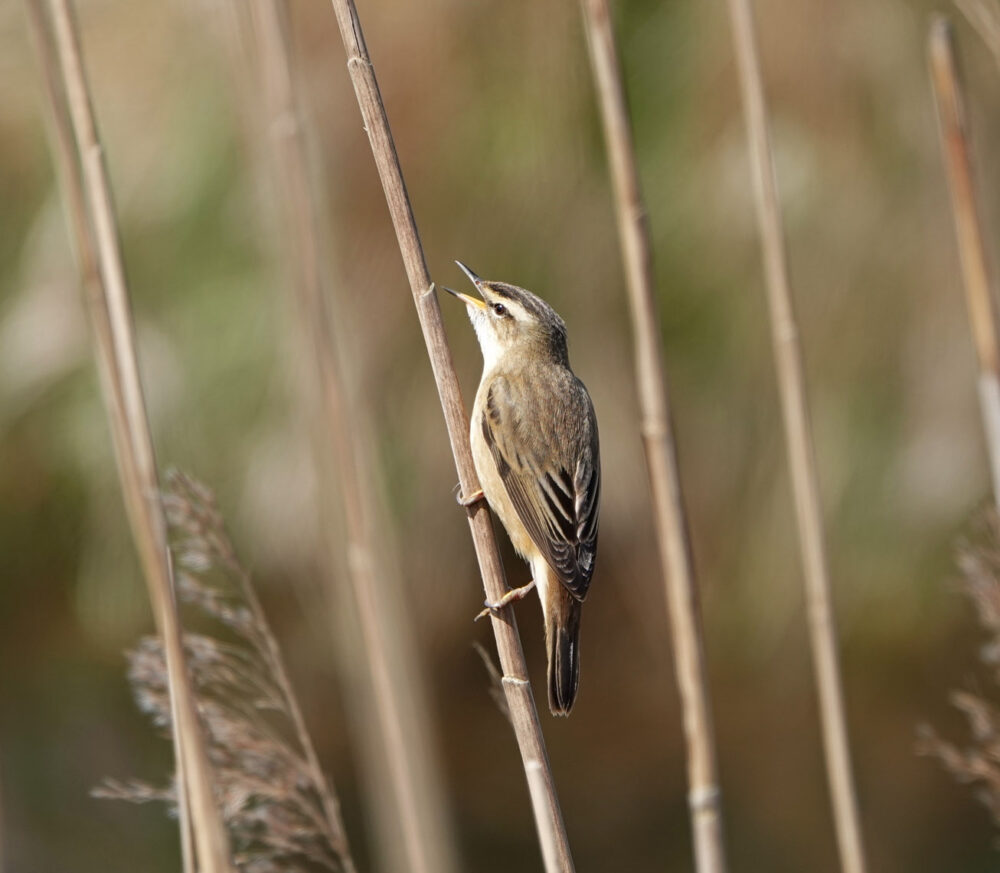 Rietzanger (Onnerpolder)