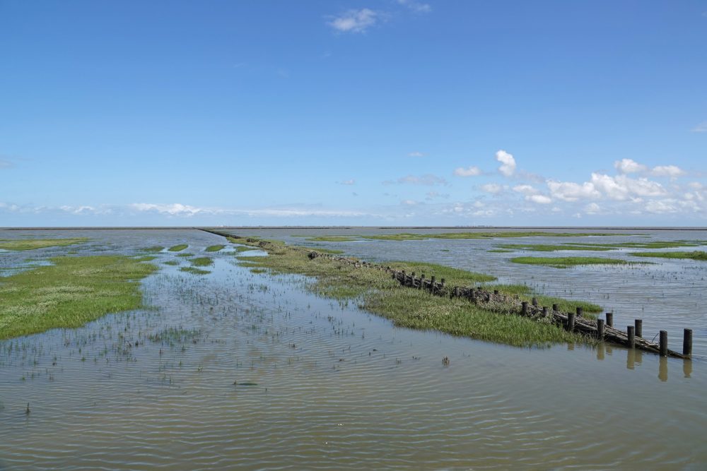 Rijstdam in kwelders Emmapolder