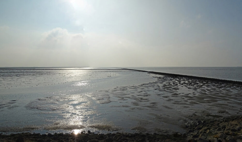 Rijstdam op wad (Holwerterwestpolder)