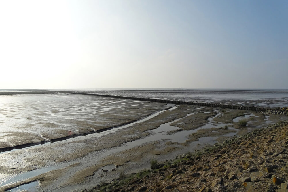 Rijstdam op wad (Holwerterwestpolder)