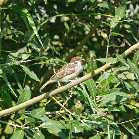 Ringmus (in de Weerribben)