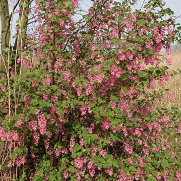 Rode ribes