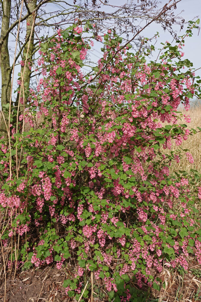 Rode ribes