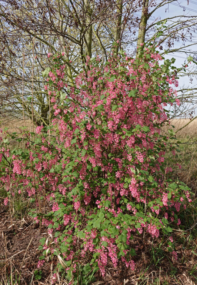 Rode ribes