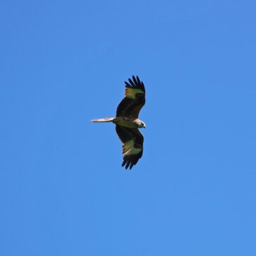 Rode wouw boven Bolmert (Onlanden)
