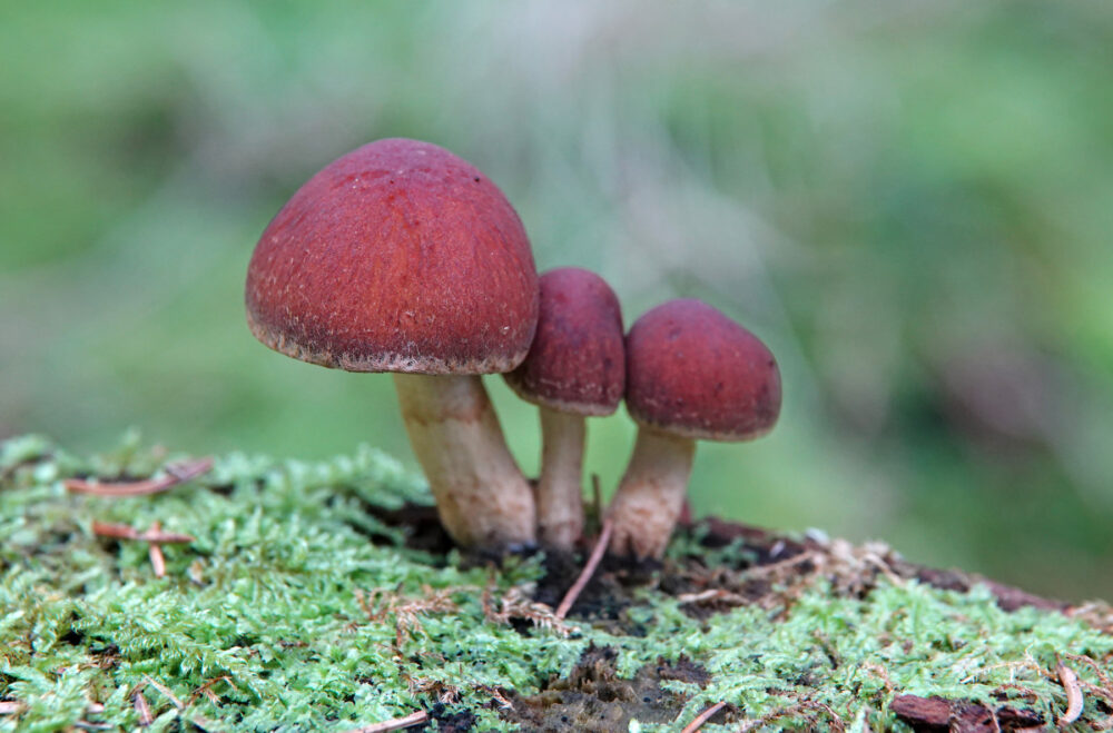 Rode zwavelkop