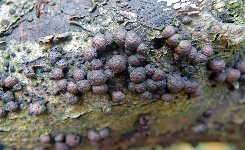 Roestbruine kogelzwam