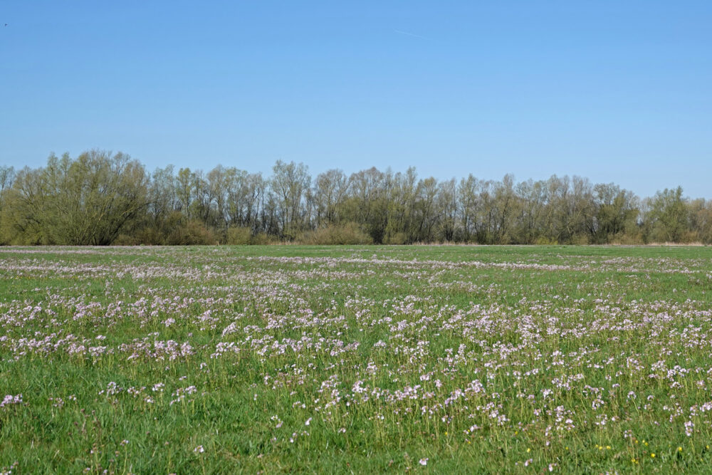 Roetwaarden (IJsselvallei)