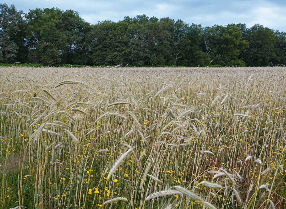 Roggeveld met akkerplanten (Oudemolensche Diep)