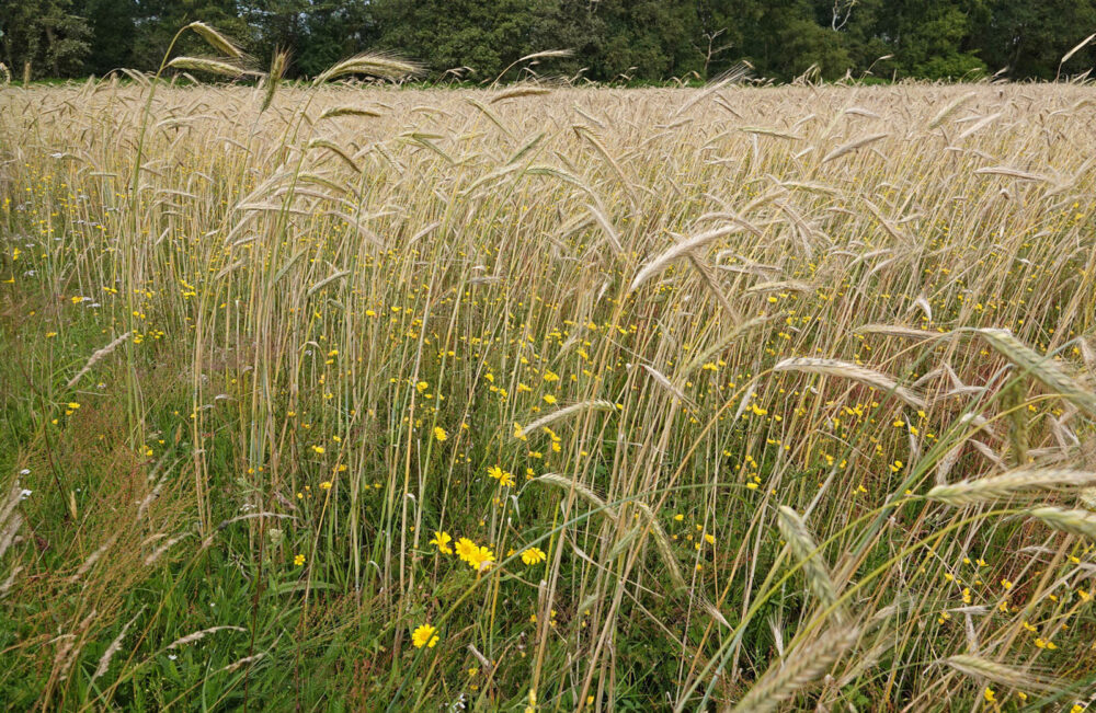 Roggeveld met akkerplanten (Oudemolensche Diep)