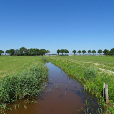 Rohelstermieden