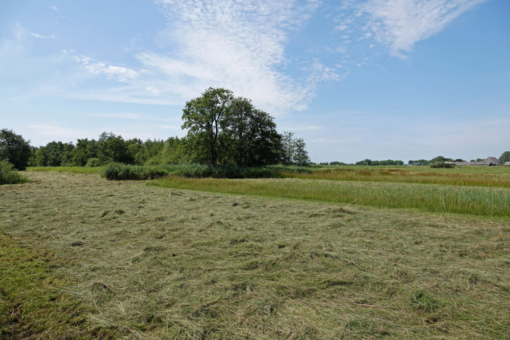 Rohelstermieden