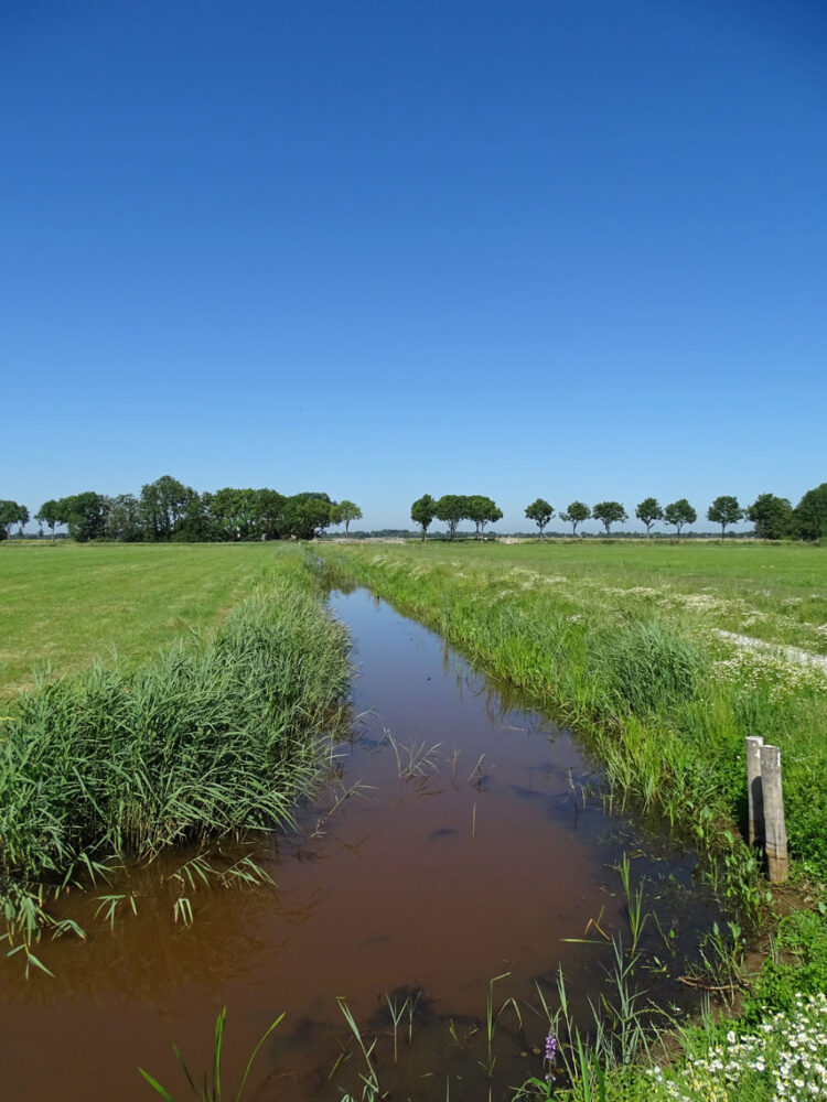 Rohelstermieden