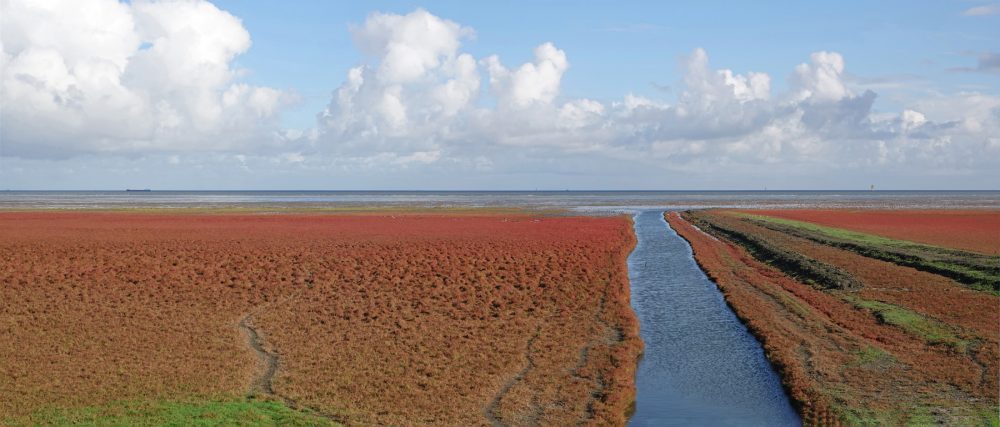 Rommelhoek in het najaar (bloeiend zeekraal)