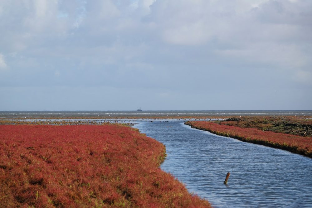 Rommelhoek in het najaar (bloeiend zeekraal)