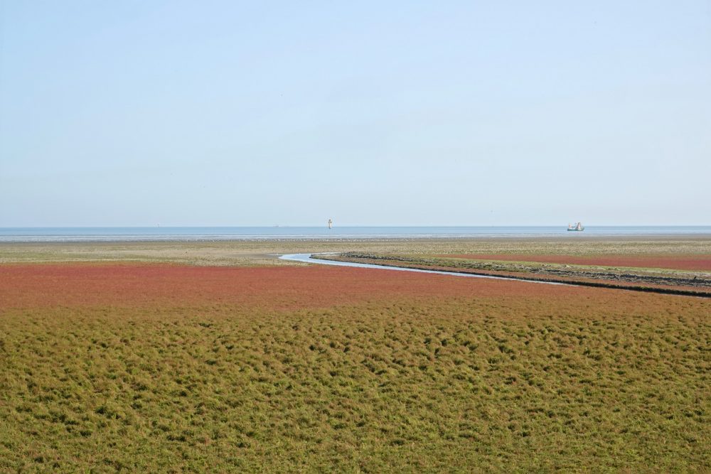Rommelhoek in het najaar (bloeiend zeekraal)