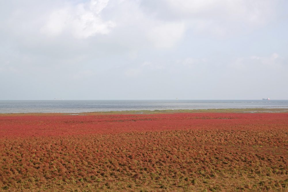 Rommelhoek in het najaar (bloeiend zeekraal)