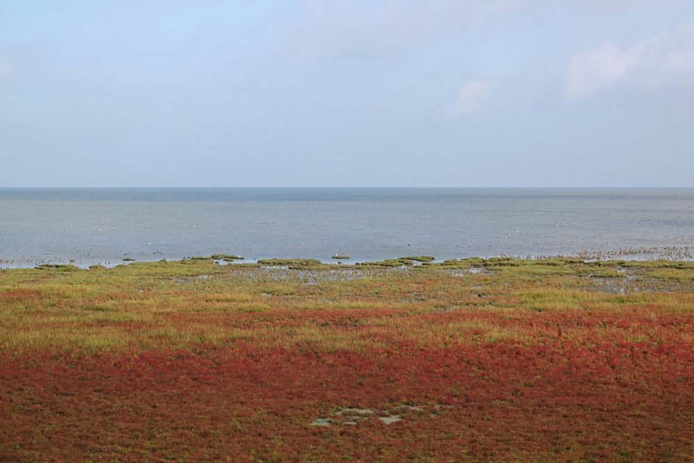 Rommelhoek in het najaar (bloeiend zeekraal)