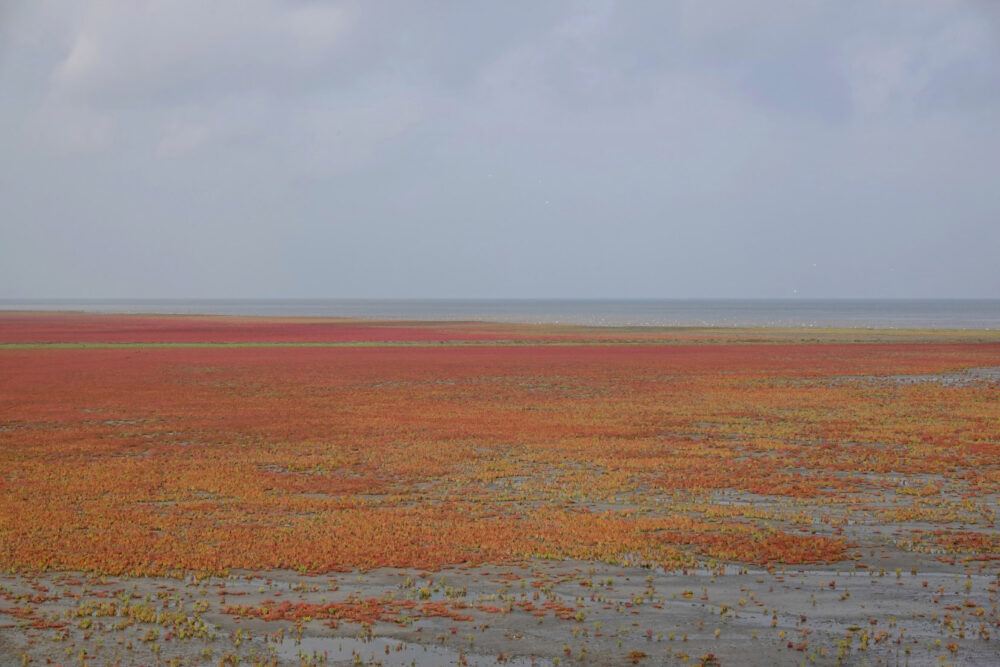 Rommelhoek kleurt rood door bloeiend zeekraal