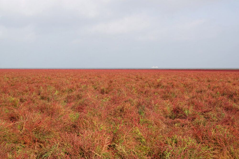 Rommelhoek kleurt rood door bloeiend zeekraal