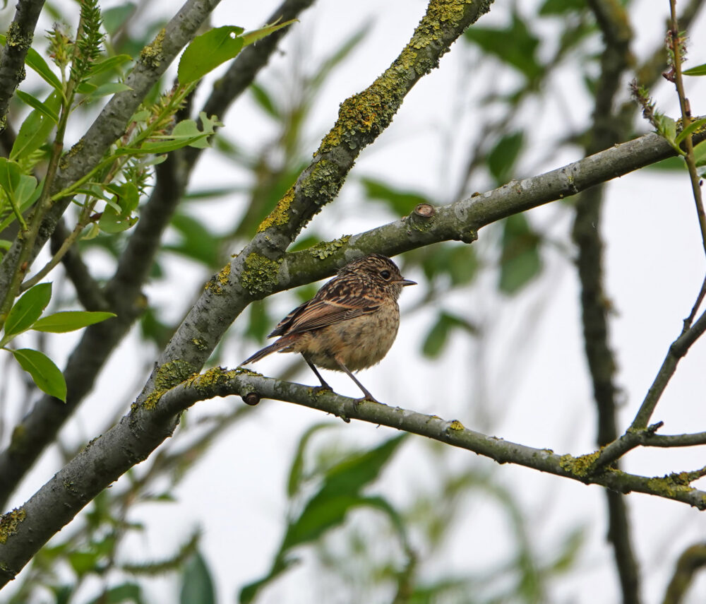 Roodborsttapuit (juveniel)
