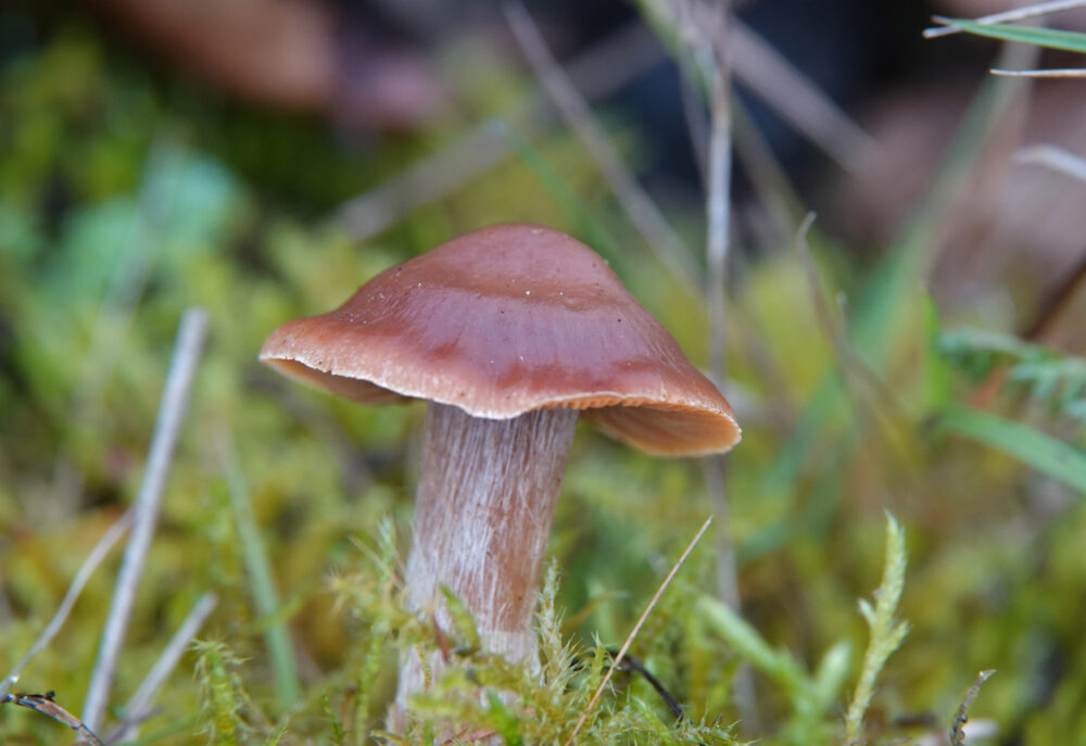 Roodbruine gordijnzwam