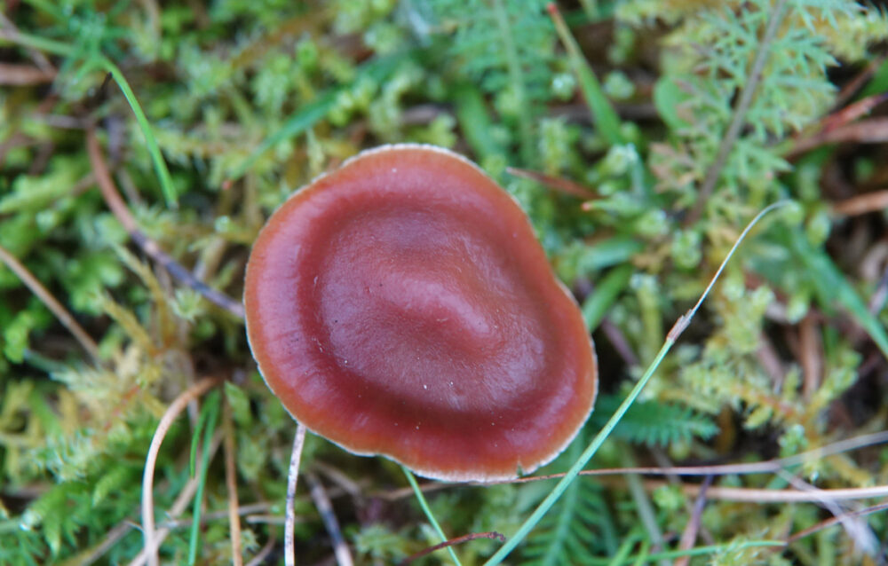 Roodbruine gordijnzwam