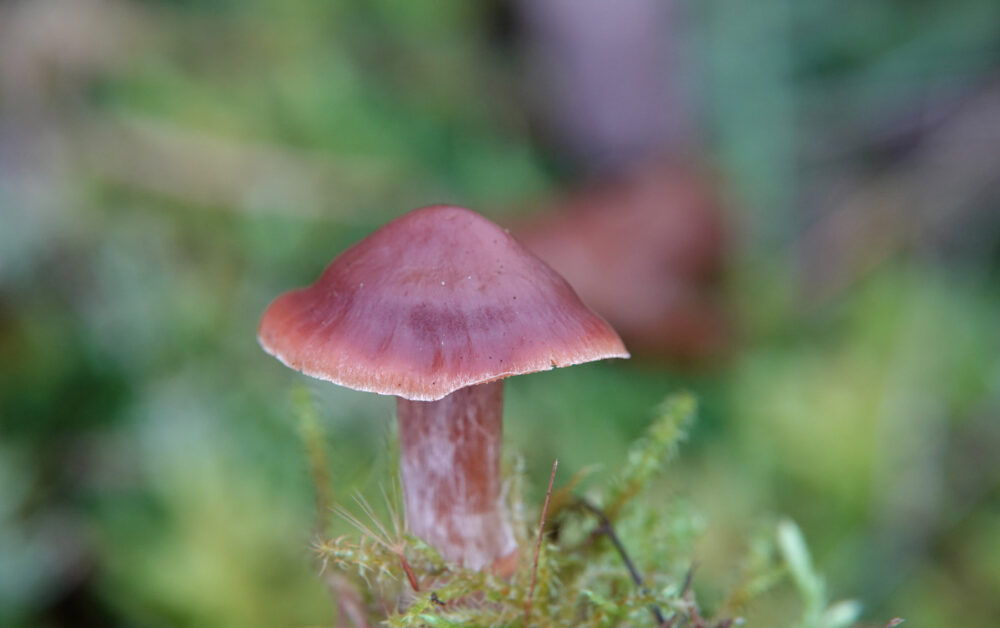Roodbruine gordijnzwam