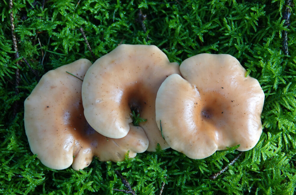 Roodbruine schijnridderzwam