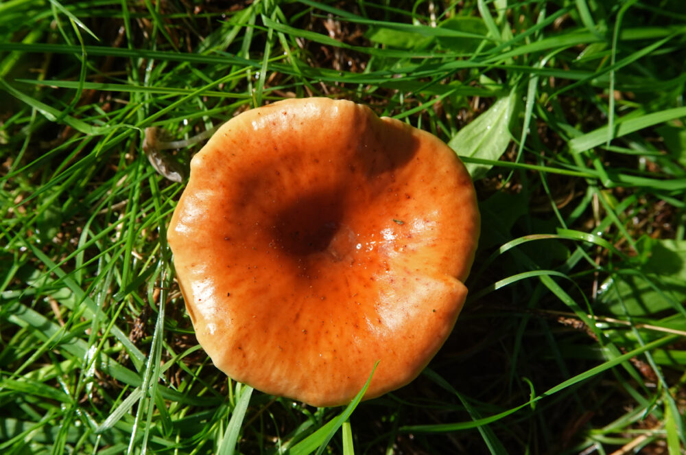 Roodbruine schijnridderzwam