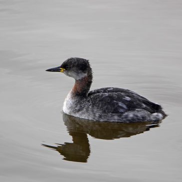 Roodhalsfuut (Lauwersoog)