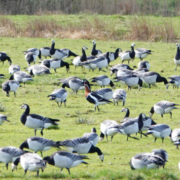 Roodhalsgans