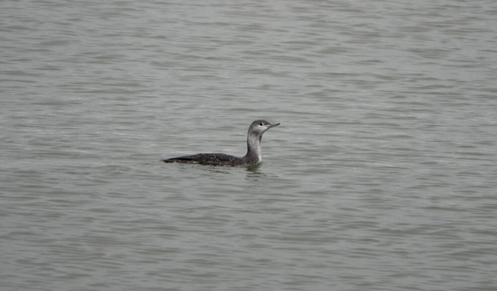 Roodkeelduiker