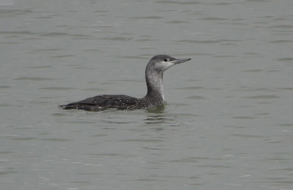Roodkeelduiker